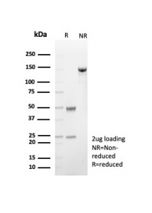 SDS-PAGE analysis of purified, BSA-free CD57 antibody (