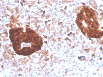 IHC staining of FFPE human pancreas tissue with Gamma Enolase antibody (clone ENO2/4507). HIER: boil tissue sections in pH 9 10mM Tris with 1mM EDTA for 20 min and allow to cool before testing.~