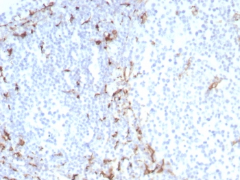 IHC staining of FFPE human tonsil tissue with CD163 antibody (clone M130/8822R). HIER: boil tissue sections in pH 9 10mM Tris with 1mM EDTA for 20 min and allow to cool before testing.~