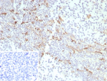 IHC staining of FFPE human tonsil tissue with CD163 antibody (clone rM130/8820). Inset: PBS used in place of primary Ab (secondary Ab negative control). HIER: boil tissue sections in pH 9 10mM Tris with 1mM EDTA for 20 min and allow to cool before testing.~