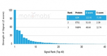 Analysis of a HuProt(TM) microarray containing more than 19,000 full-length human proteins using Alpha-2-Macroglobulin antibody (clone A2M/4849). Z- and S- Score: The Z-score represents the strength of a signal that a monoclonal antibody (in combination with a fluorescently-tagged anti-IgG secondary antibody)