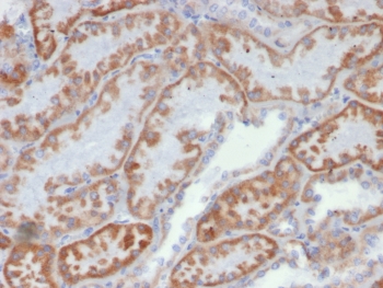 IHC staining of FFPE human kidney tissue with FGF23/6419 at 2ug/ml. HIER: boil tissue sections in pH 9 10mM Tris with 1mM EDTA for 20 min and allow to cool before testing.~