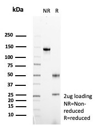 SDS-PAGE analysis of purified, BSA-free FGF23 antibody (clone FGF2