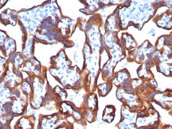 IHC staining of FFPE human placental tissue with Cytokeratin 7 antibody (clone KRT7/8121R). HIER: boil tissue sections in pH 9 10mM Tris with 1mM EDTA for 20 min and allow to cool before testing.~