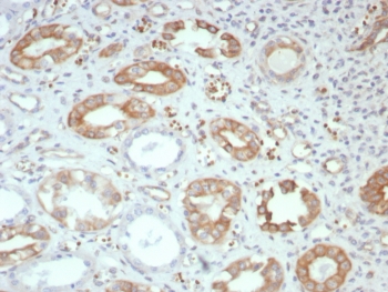 IHC staining of FFPE human kidney tissue with FGF23 antibody (clone FGF23/131). HIER: boil tissue sections in pH 9 10mM Tris with 1mM EDTA for 20 min and allow to cool before testing.~