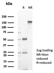 SDS-PAGE analysis of purified, BSA-free FGF23 antibody