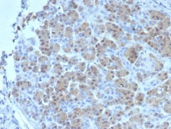 IHC staining of FFPE human salivary gland tissue with BRCA2 antibody (clone BRCA2/2158). HIER: boil tissue sections in pH 9 10mM Tris with 1mM EDTA for 20 min and allow to cool before testing.~