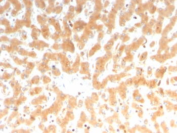 IHC staining of FFPE human liver tissue with Coagulation Factor VII antibody (clone F7/3512). HIER: boil tissue sections in pH 9 10mM Tris with 1mM EDTA for 20 min and allow to cool before testing.~