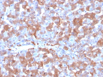 IHC staining of FFPE human liver tissue with F7 antibody (clone F7/3515). HIER: boil tissue sections in pH 9 10mM Tris with 1mM EDTA for 20 min and allow to cool before testing.~