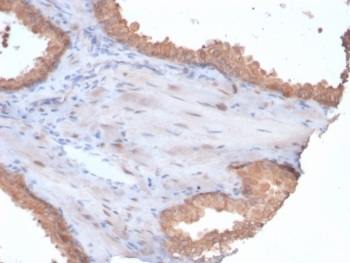 IHC staining of FFPE human prostate tissue with HSP90 alpha antibody (clone HSP90AA1/7247). HIER: boil tissue sections in pH 9 10mM Tris with 1mM EDTA for 20 min and allow to cool before testing.~