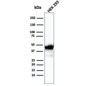 Western blot testing of human HEK293 cell lysate with Creatine kinase B antibody (clone CKBB/6567). Predicted molecular weight ~43 kDa.~