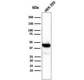 Western blot testing of human HEK293 cell lysate with Brain Creatine Kinase antibody (clone CKBB/6568). Predicted molecular weight ~43 kDa.~