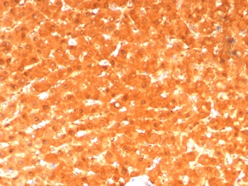 IHC staining of FFPE human liver tissue with GCHFR antibody (clone GCHFR/7734). HIER: boil tissue sections in pH 9 10mM Tris with 1mM EDTA for 20 min and allow to cool before testing.~