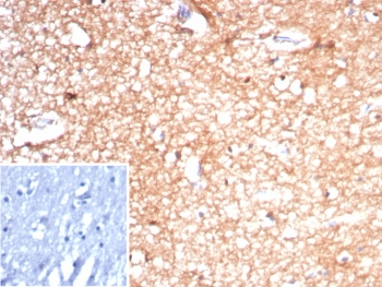 IHC staining of FFPE human brain tissue with recombinant CKBB antibody (clone rCKBB/8842). Inset: PBS used in place of primary Ab (secondary Ab negative control). HIER: boil tissue sections in pH 9 10mM Tris with 1mM EDTA for 20 min and allow to cool before testing.~