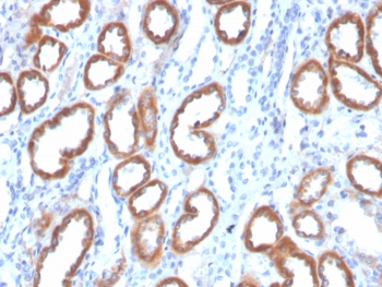 IHC staining of FFPE human kidney tissue with Thrombospondin-1 antibody (clone THBS1/4532). HIER: boil tissue sections in pH 9 10mM Tris with 1mM EDTA for 20 min and allow to cool before testing.~