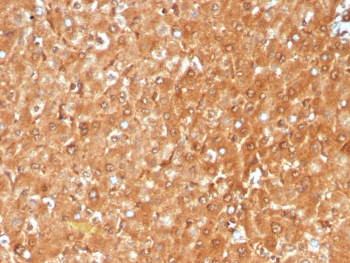 IHC staining of FFPE human liver tissue with GCHFR antibody (clone GCHFR/7732). HIER: boil tissue sections in pH 9 10mM Tris with 1mM EDTA for 20 min and allow to cool before testing.~