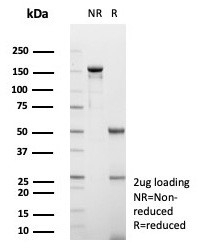 SDS-PAGE analysis of purified, BSA-free GCHFR antibody