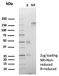 SDS-PAGE analysis of purified, BSA-free ZNF774 antibody (clone PCRP-ZNF