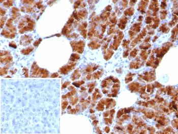 IHC staining of FFPE human pancreas tissue with Glycoprotein 2 antibody (clone GP2/8618R). Inset: PBS used in place of primary Ab (secondary Ab negative control). HIER: boil tissue sections in pH 9 10mM Tris with 1mM EDTA for 20 min and allow to cool before testing.~