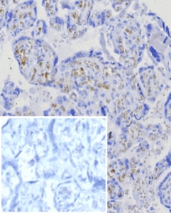 IHC staining of FFPE human placental tissue with B
