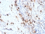 IHC staining of FFPE human tonsil tissue with recombinant TPSAB1 antibody (clone rTPSAB1/1963). HIER: boil tissue sections in pH 9 10mM Tris with 1mM EDTA for 20 min and allow to cool before testing.