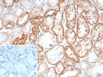 IHC staining of FFPE human kidney tissue with Cadherin 16 antibody (clone CDH16/2449). HIER: boil tissue sections in pH 9 10mM Tris with 1mM EDTA for 20 min and allow to cool before testing.~