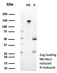 SDS-PAGE analysis of purified, BSA-free ZFP90 antibody (clone PCRP-ZFP90-
