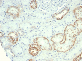 IHC staining of FFPE human kidney tissue with recombinant CDH16 antibody (clone rCDH16/7342) at 2ug/ml. HIER: boil tissue sections in pH 9 10mM Tris with 1mM EDTA for 20 min and allow to cool before testing.~
