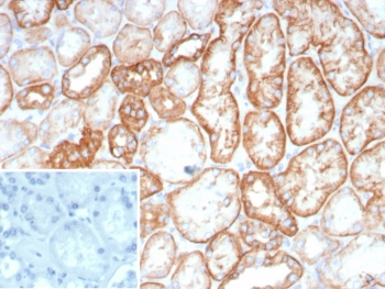IHC staining of FFPE human kidney tissue with Ksp-Cadherin antibody (clone CDH16/8800R) at 2ug/ml. Inset: PBS used in place of primary Ab (secondary Ab negative control). HIER: boil tissue sections in pH 9 10mM Tris with 1mM EDTA for 20 min and allow to cool before testing.~