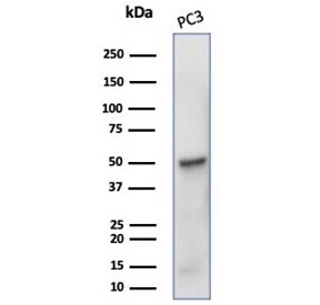Western blot testing of human PC3 cell lysate with TUBB3 antibody (clone rTUBB3/7406). Predicted molecular weight ~50 kDa.~