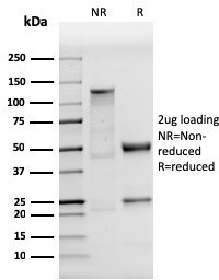 SDS-PAGE analysis of purified, BSA-free p53 antibody (