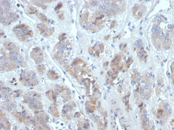 IHC staining of FFPE human adrenal gland tissue with CCL18 antibody (clone CCL18/3744). HIER: boil tissue sections in pH 9 10mM Tris with 1mM EDTA for 20 min and allow to cool before testing.~