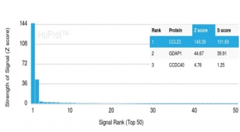 Analysis of a HuProt(TM) microarray containing more than 19,000 full-length human proteins using MPIF-1 antibody (clone CCL23/4036). Z- and S- Score: The Z-score represents the strength of a signal that a monoclonal antibody (in combination with a fluorescently-tagged anti-IgG secondary antibody) produces whe