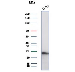 Western blot testing of human U-87 cell lysate with GCSF antibody (clone CSF3/4594). Predicted molecular weight ~22 kDa.~