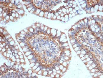 IHC staining of FFPE human small intestine tissue with SIGLEC10 antibody (clone SIGLEC10/7583). HIER: boil tissue sections in pH 9 10mM Tris with 1mM EDTA for 20 min and allow to cool before testing.~