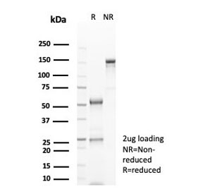 SDS-PAGE analysis of purified, BSA-free GFAP antibody (clone GFAP/6886) as confirmation of integrity and purity.