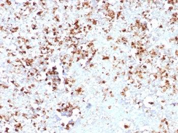 IHC staining of FFPE human spleen tissue with MPO antibody (clone MPO/8631R). HIER: boil tissue sections in pH 9 10mM Tris with 1mM EDTA for 20 min and allow to cool before testing.~