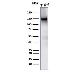 Western blot testing of human THP-1 cell lysate with CD31 antibody (clone PECAM1/3533). Expected molecular weight: 83-130 kDa depending on level of glycosylation.~