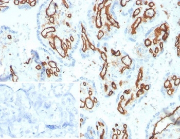 IHC staining of FFPE human placental tissue with CD31 antibody (clone PECAM