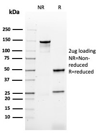 SDS-PAGE analysis of purified, BSA-free CD79b antibod