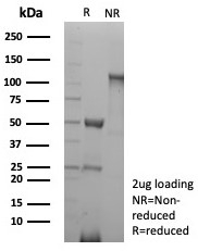 SDS-PAGE analysis of purified, BSA-free CD31 antibod
