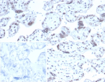 IHC staining of FFPE human placental tissue with RBFOX