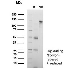 SDS-PAGE analysis of purified, BSA-free CD147 antibody (clone BSG/7954) as confirmation of integrity and purity.