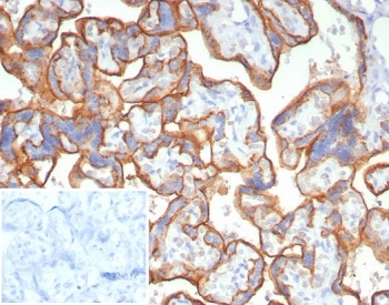 IHC staining of FFPE human placental tissue with CD147 antibody (clone BSG/7949) at 2ug/ml. Inset: PBS used in place of primary Ab (secondary Ab negative control). HIER: boil tissue sections in pH 9 10mM Tris with 1mM EDTA for 20 min and allow to cool before testing.~