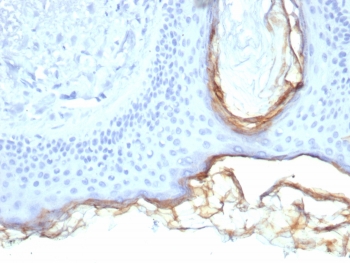 IHC staining of FFPE human skin tissue with Kallikrein 5 antibody (clone KLK5/4760). HIER: boil tissue sections in pH 9 10mM Tris with 1mM EDTA for 20 min and allow to cool before testing.~