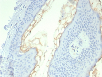 IHC staining of FFPE human skin tissue with KLK5 antibody (clone KLK5/4761). HIER: boil tissue sections in pH 9 10mM Tris with 1mM EDTA for 20 min and allow to cool before testing.~