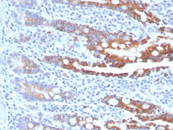 IHC staining of FFPE human small intestine tissue with BGP-1 antibody (clone CEACAM1/4843). HIER: boil tissue sections in pH 9 10mM Tris with 1mM EDTA for 20 min and allow to cool before testing.~