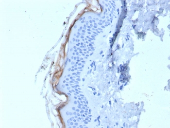 IHC staining of FFPE human skin tissue with Kallikrein 5 antibody (clone KLK5/4759). HIER: boil tissue sections in pH 9 10mM Tris with 1mM EDTA for 20 min and allow to cool before testing.~