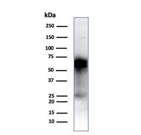 Western blot testing of human THP-1 cell lysate with CD33 antibody (clone SIGLEC3/7612). Predicted molecular weight is 40-67 kDa depending on glycosylation level.~