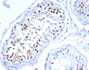 IHC staining of FFPE human testis tissue with Kinesin-like protein 6 antibody (clone KIF2C/6524) at 2ug/ml. HIER: boil tissue sections in pH 9 10mM Tris with 1mM EDTA for 20 min and allow to cool before testing.~